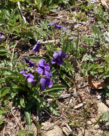 のんびりヒノワの危機、からの花まつりに