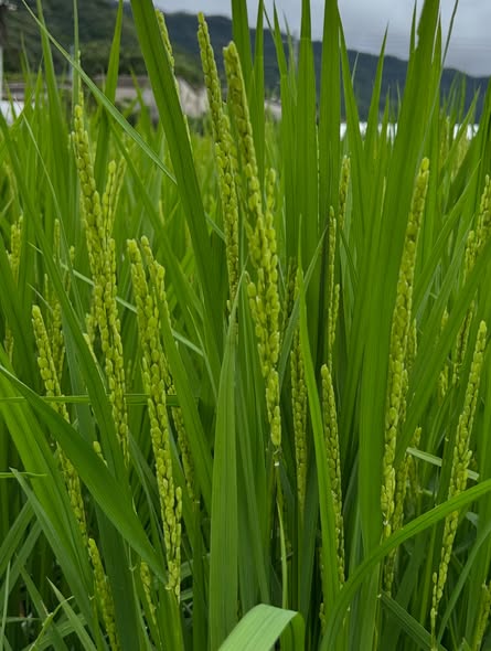 今年ももうすぐ実りの季節